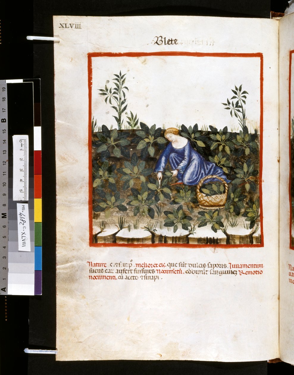 Theatrum sanitatis od Ububchasym de Baldach: "Blete", první desetiletí 14. století (miniatura) od Giovannino de