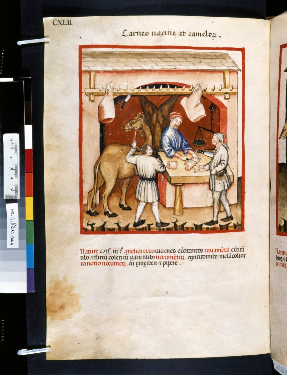 Theatrum sanitatis od Ububchasym de Baldach: "Carnes Va cinae et Camelorum", první desetiletí 14. století (miniatura) od Giovannino de