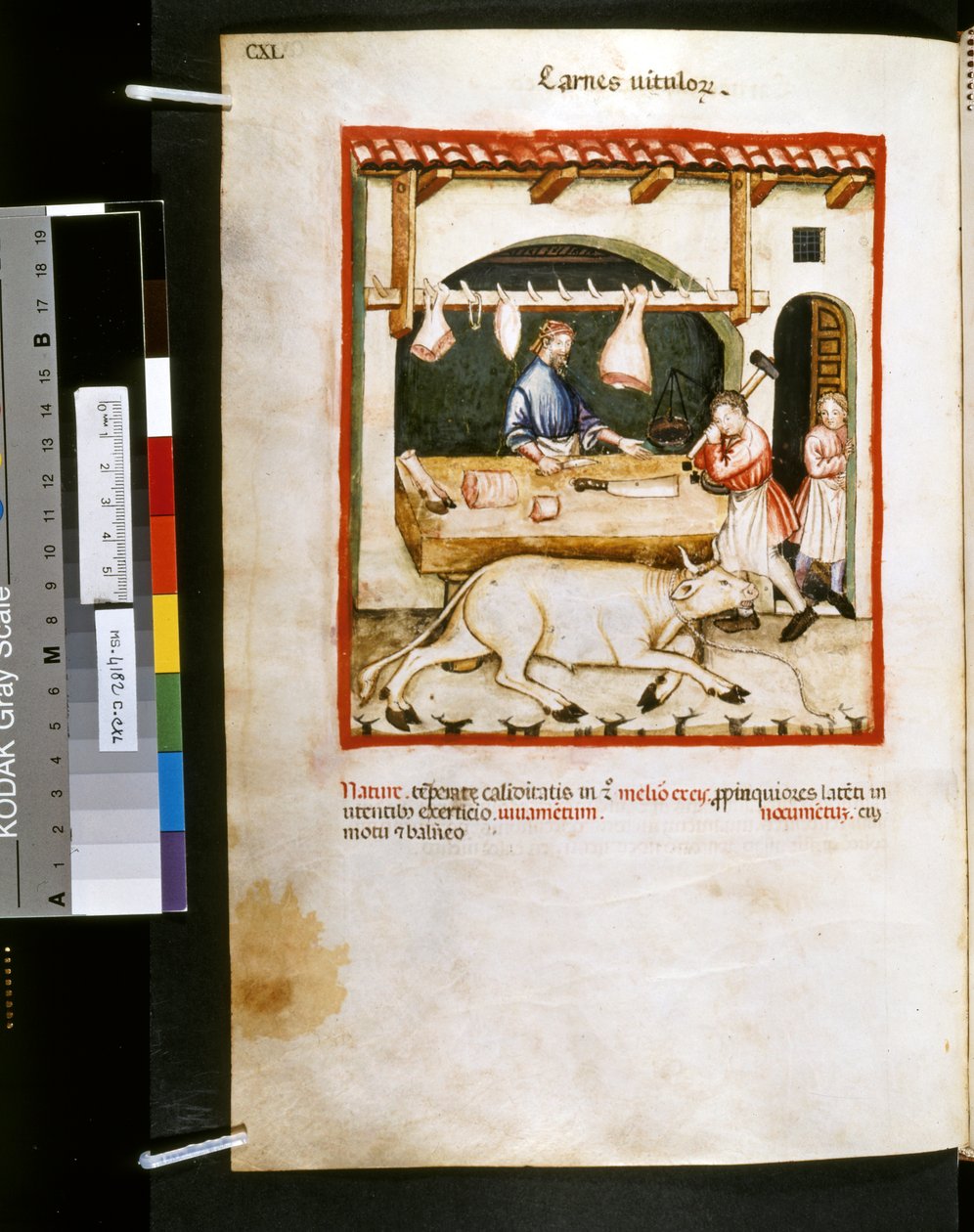 Theatrum sanitatis od Ububchasym de Baldach: "Carnes Vitulorum", první desetiletí 14. století (miniatura) od Giovannino de