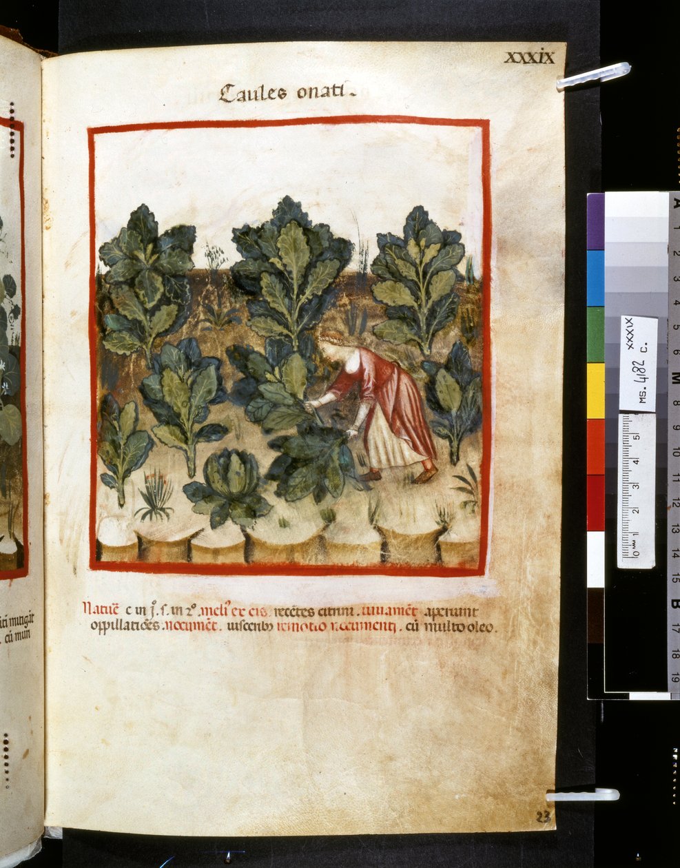 Theatrum sanitatis, Ububchasym de Baldach: "Caules Onati", první desetiletí 14. století (miniatura) od Giovannino de