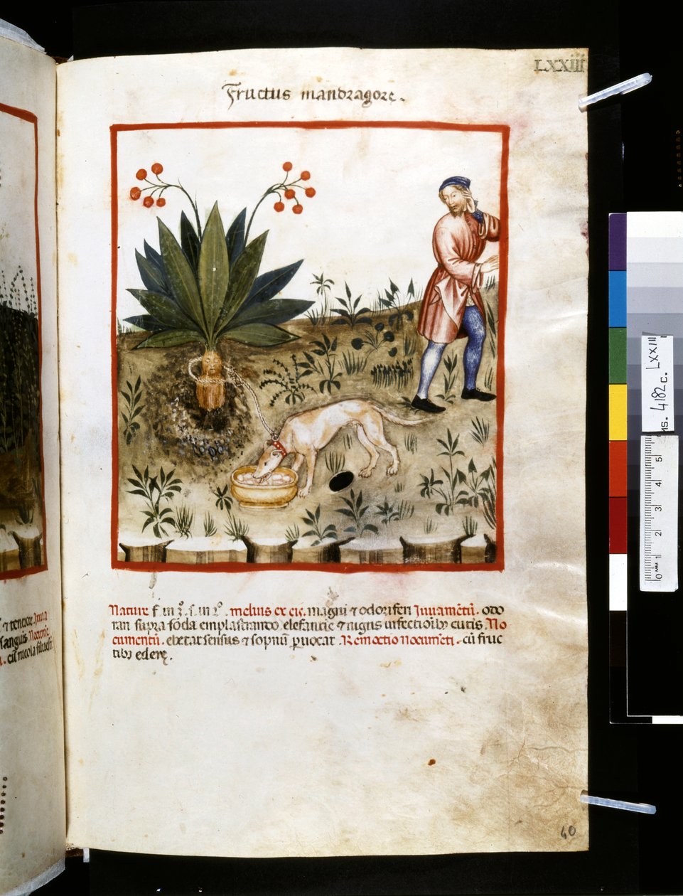 Theatrum sanitatis, Ububchasym de Baldach: "Fructus Mandragorae", první desetiletí 14. století (miniatura) od Giovannino de