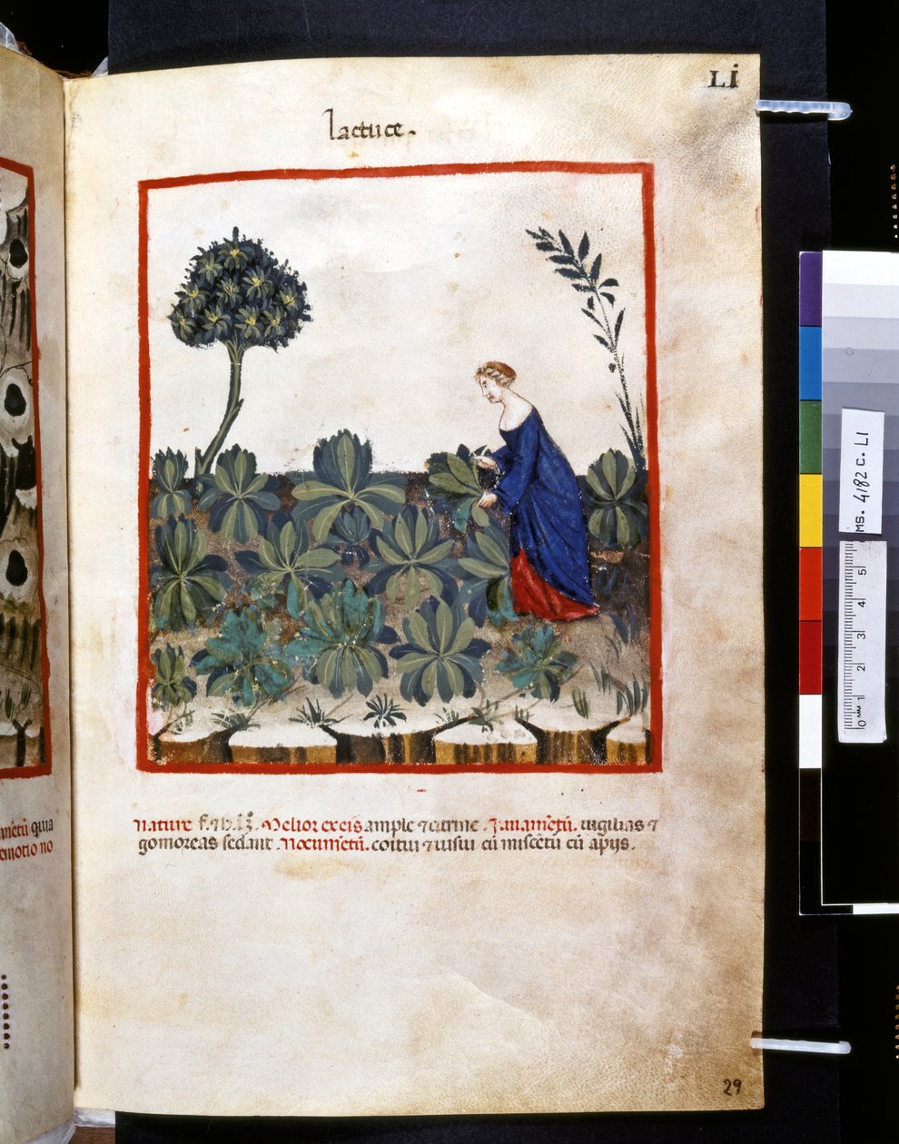 Theatrum sanitatis, Ububchasym de Baldach: "Lactuce", první desetiletí 14. století (miniatura) od Giovannino de