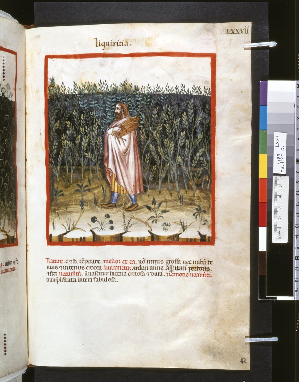Theatrum sanitatis, Ububchasym de Baldach: "Liquiritia", první desetiletí 14. století (miniatura) od Giovannino de