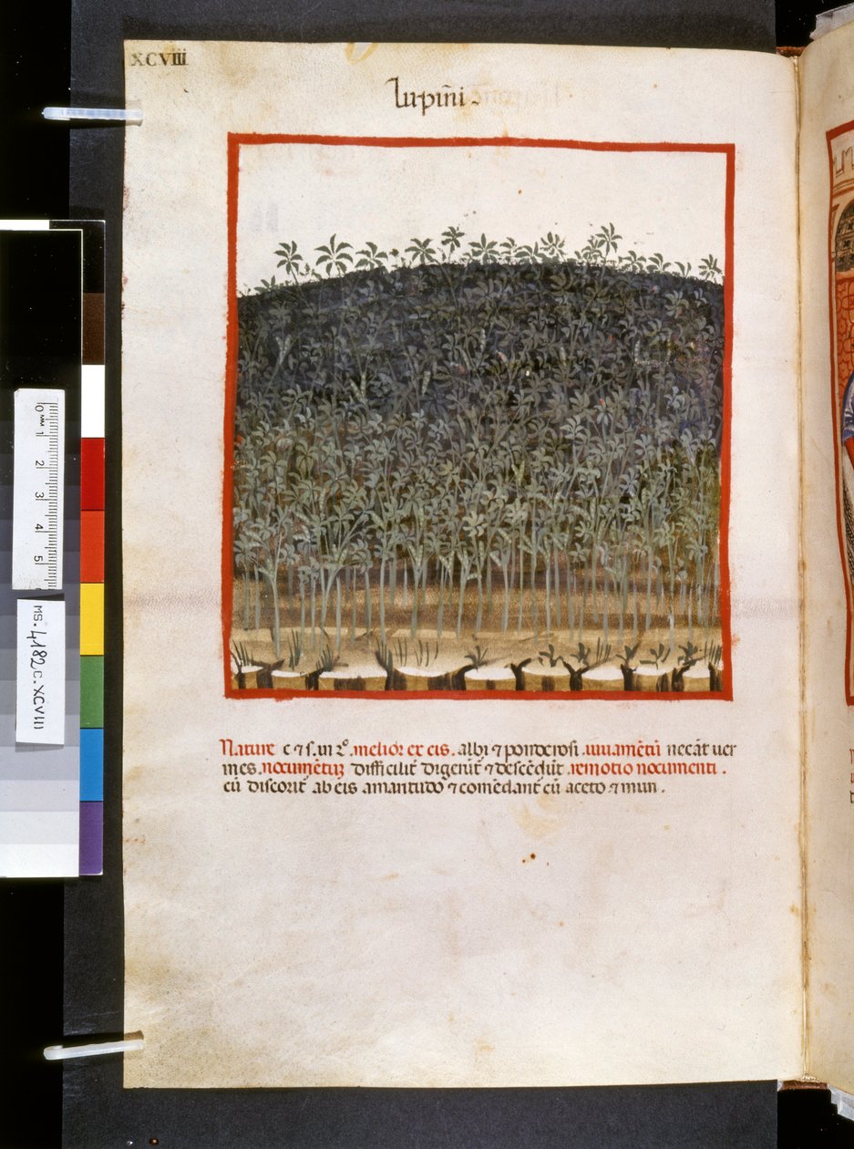 Theatrum sanitatis od Ububchasym de Baldach: "Lupini", první desetiletí 14. století (miniatura) od Giovannino de