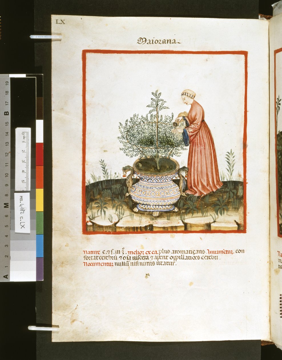 Theatrum sanitatis od Ububchasym de Baldach : "Maiorana", první desetiletí 14. století (miniatura) od Giovannino de