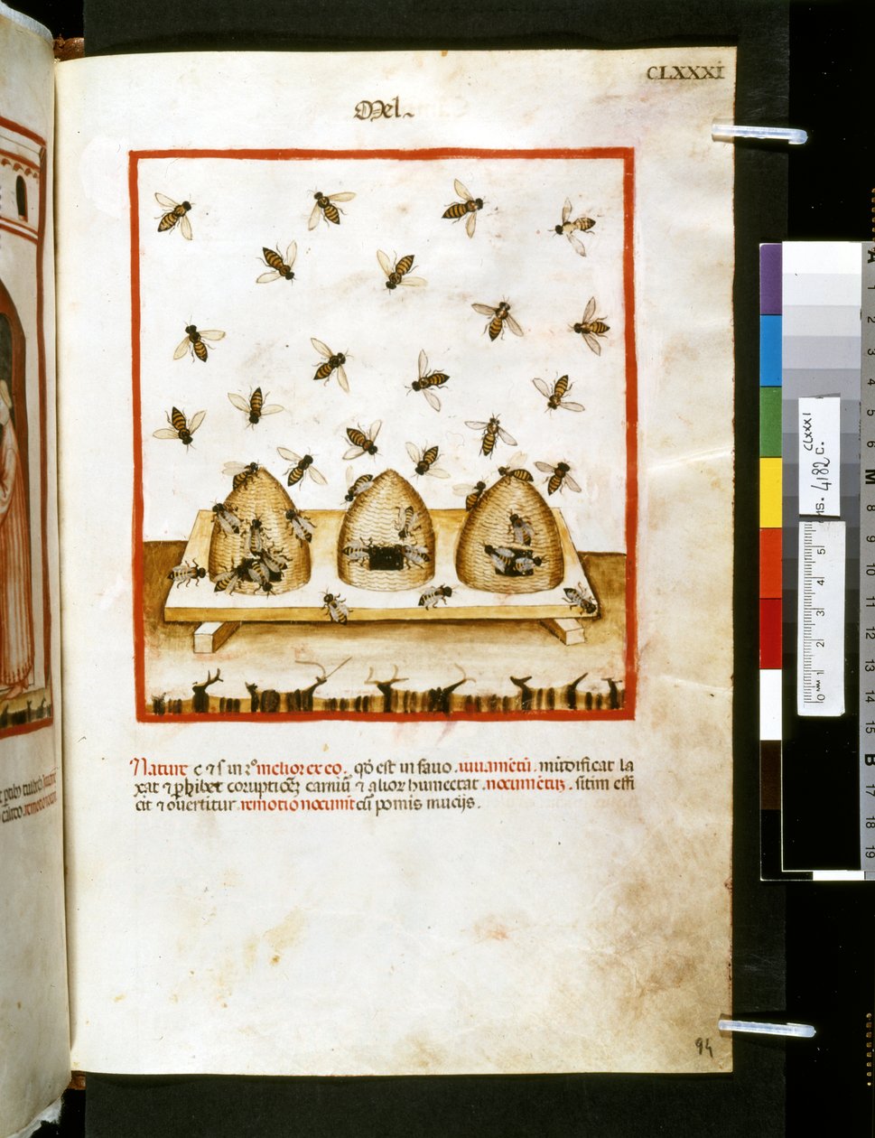 Theatrum sanitatis od Ububchasym de Baldach: "Mel", první desetiletí 14. století (miniatura) od Giovannino de