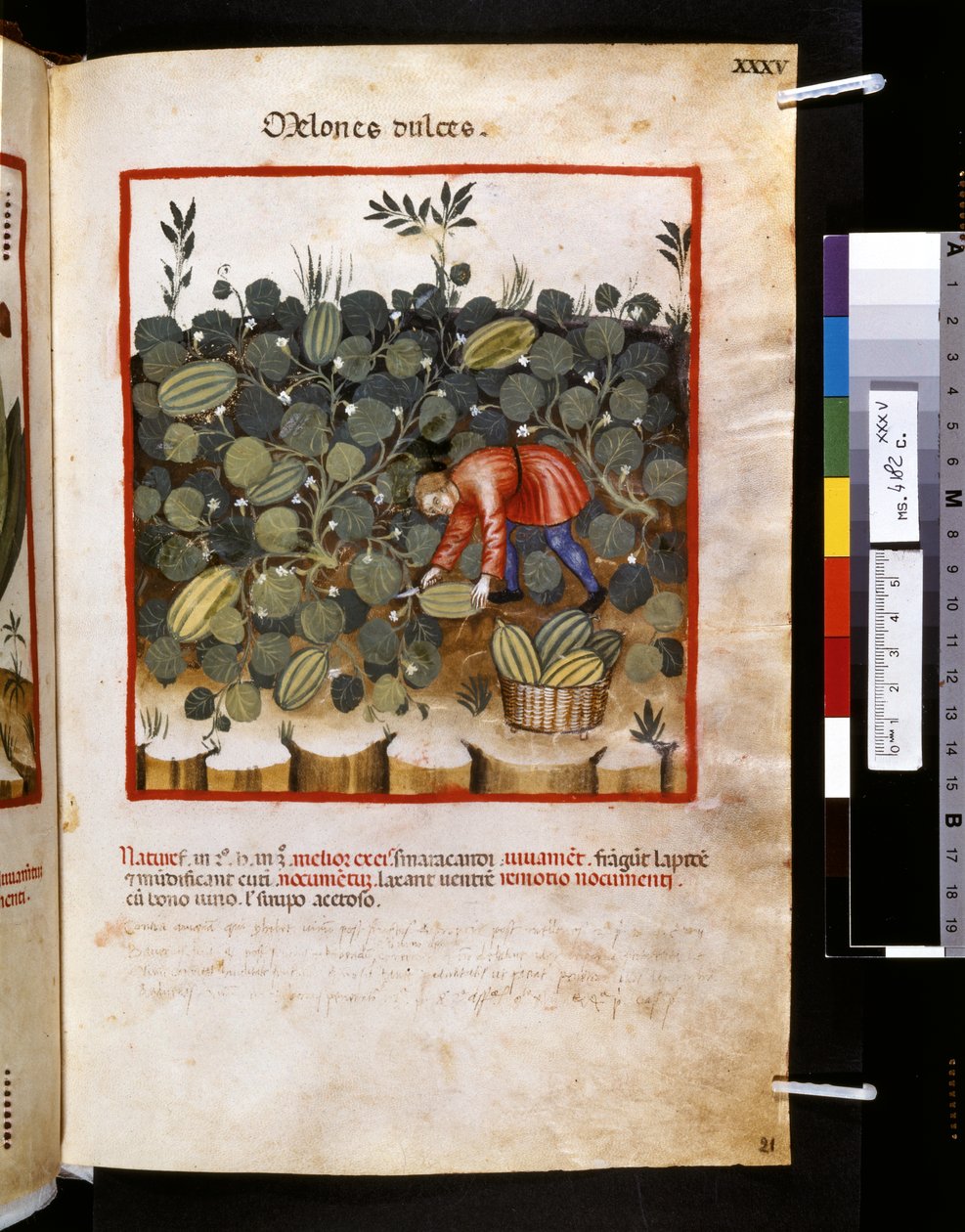 Theatrum sanitatis, Ububchasym de Baldach: "Melones Dulces", první desetiletí 14. století (miniatura) od Giovannino de