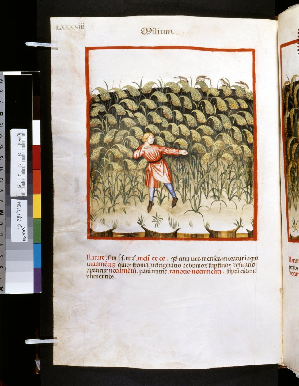 Theatrum sanitatis od Ububchasym de Baldach: "Milium", první desetiletí 14. století (miniatura) od Giovannino de