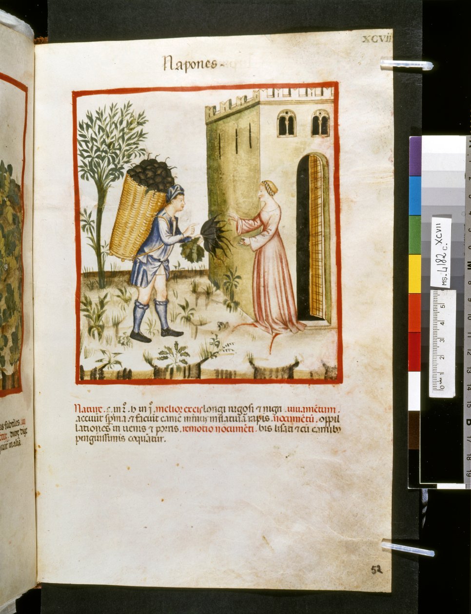 Theatrum sanitatis od Ububchasym de Baldach: "Napones", první desetiletí 14. století (miniatura) od Giovannino de