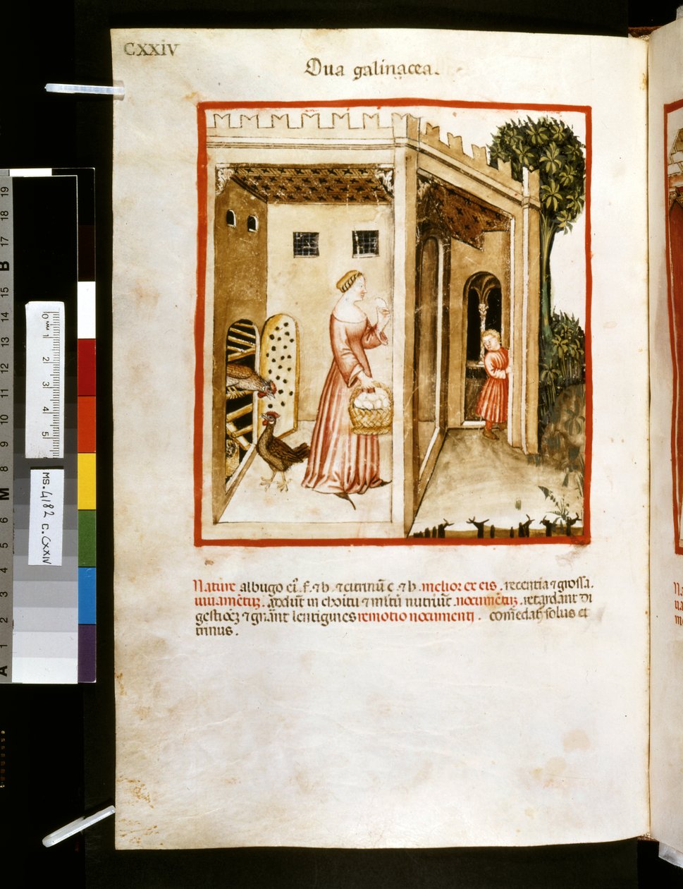 Theatrum sanitatis, Ububchasym de Baldach: "Ova Galinacea", první desetiletí 14. století (miniatura) od Giovannino de