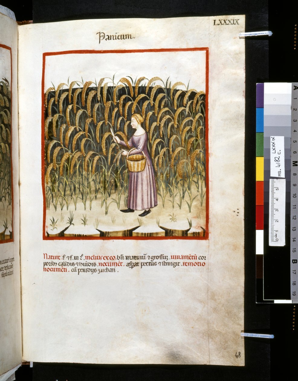 Theatrum sanitatis, Ububchasym de Baldach: "Panicum", první desetiletí 14. století (miniatura) od Giovannino de