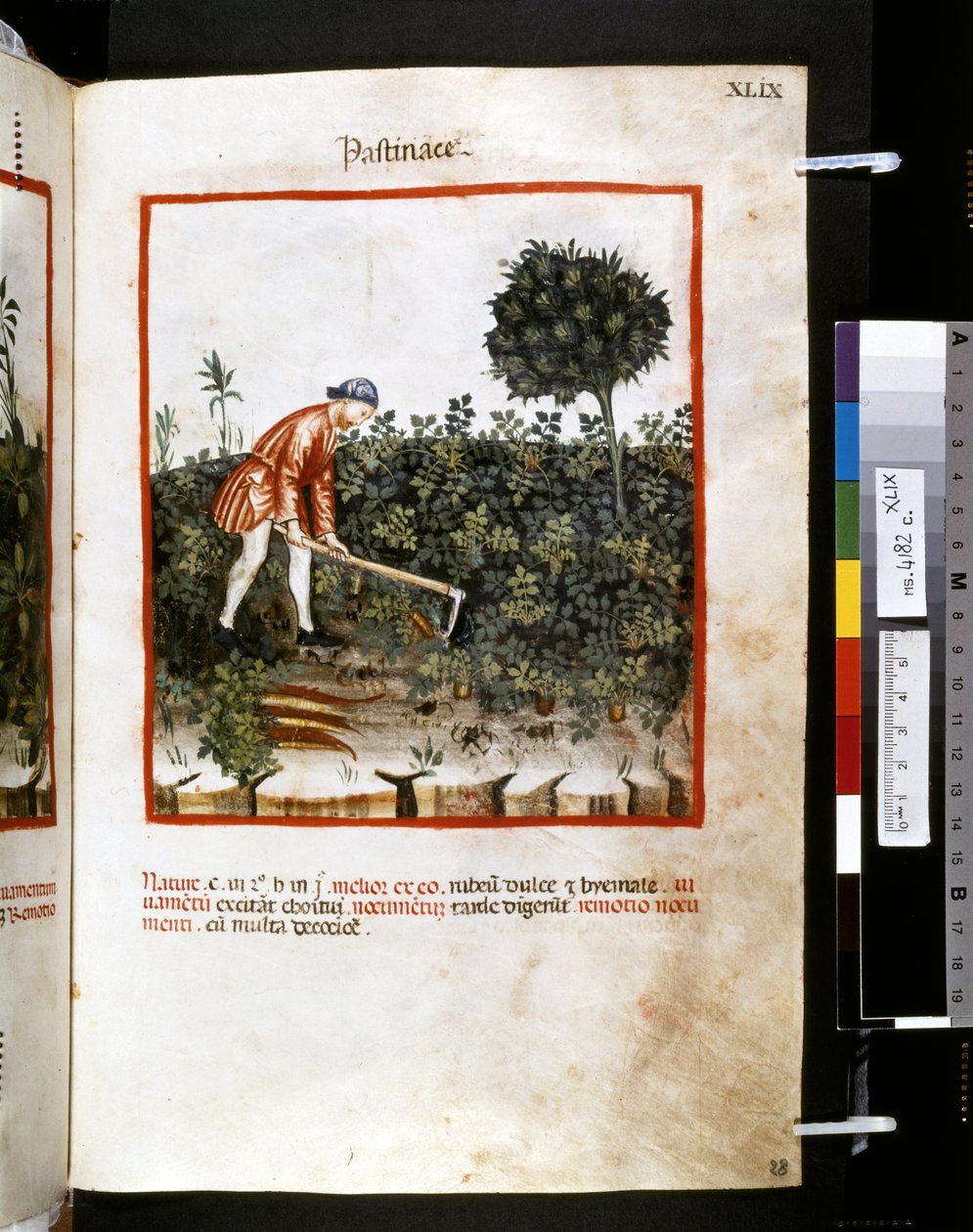 Theatrum sanitatis, Ububchasym de Baldach: "Pastinace", první desetiletí 14. století (miniatura) od Giovannino de