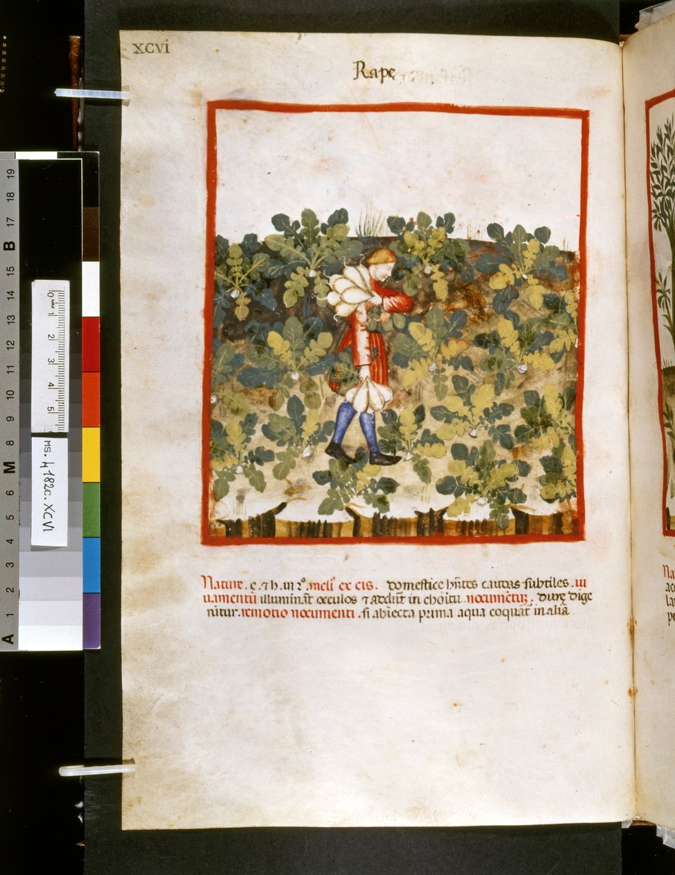 Theatrum sanitatis, Ububchasym de Baldach: "Znásilnění", první desetiletí 14. století (miniatura) od Giovannino de