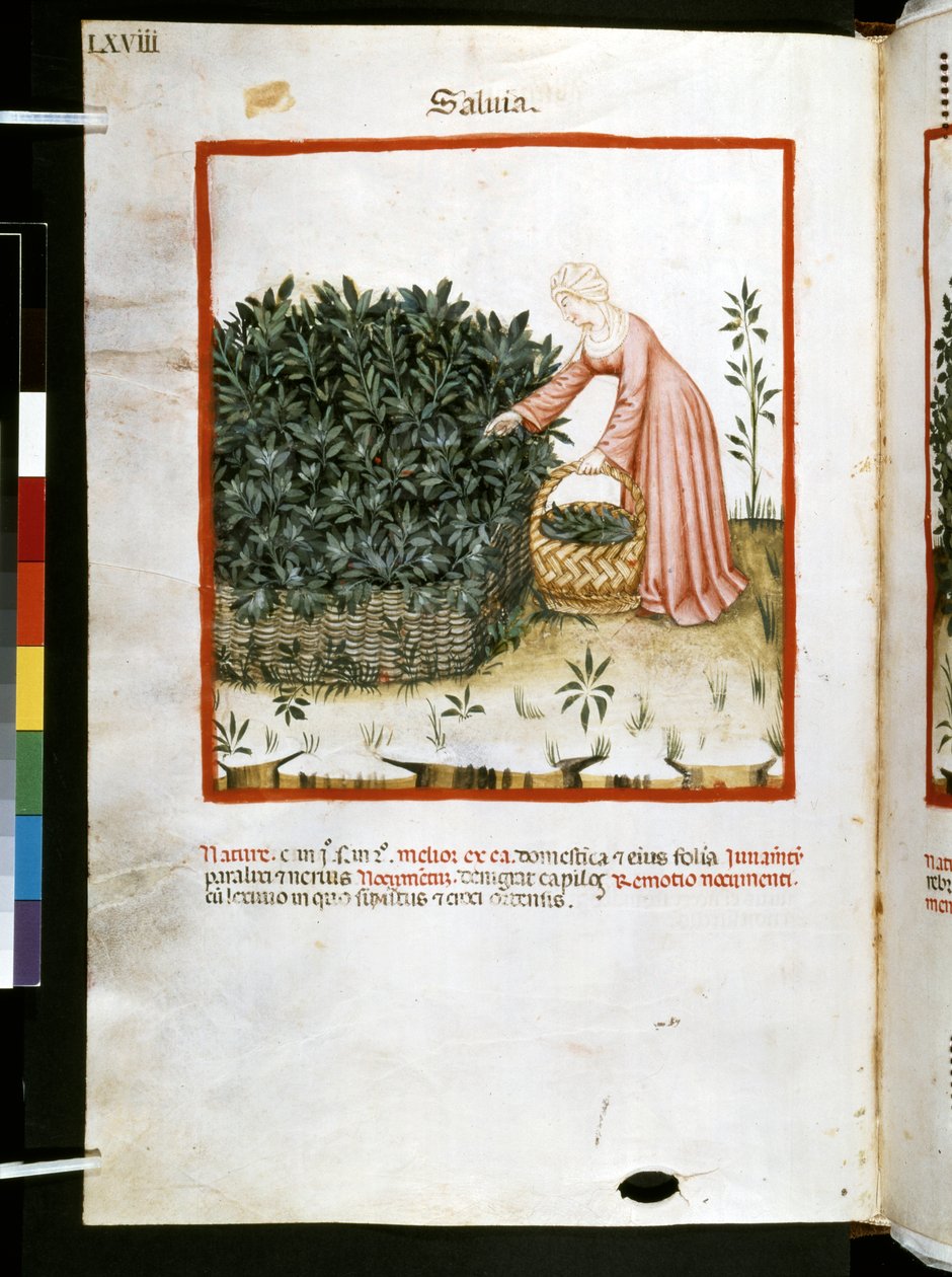 Theatrum sanitatis od Ububchasym de Baldach: "Salvia", první desetiletí 14. století (miniatura) od Giovannino de