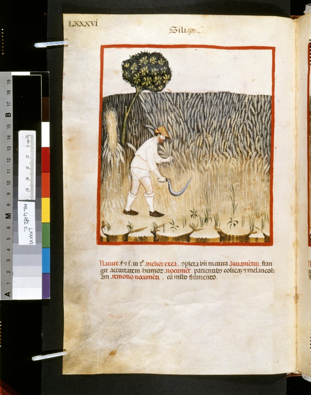 Theatrum sanitatis od Ububchasym de Baldach: "Siligo", první desetiletí 14. století (miniatura) od Giovannino de