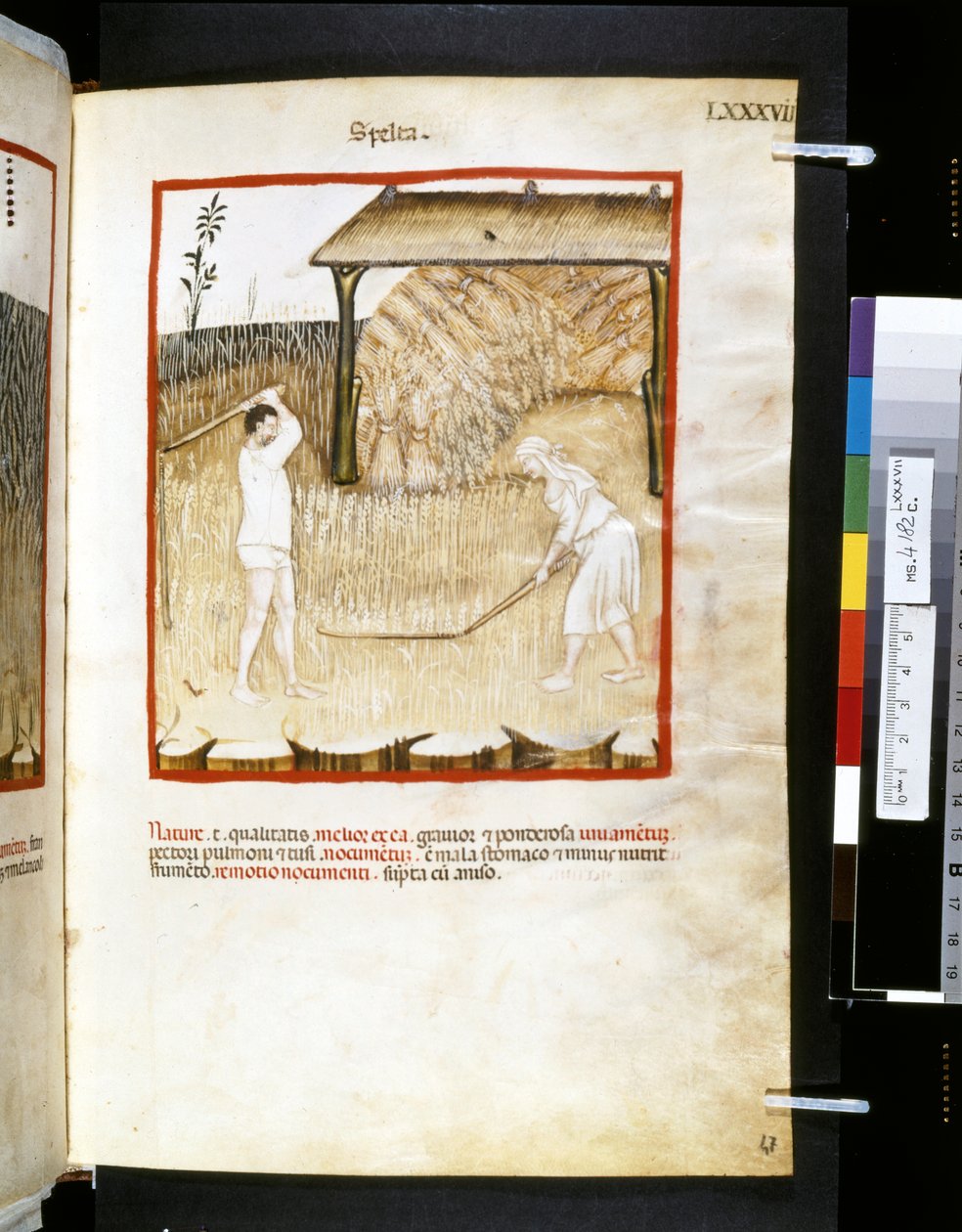 Theatrum sanitatis, Ububchasym de Baldach: "Spelta", první desetiletí 14. století (miniatura) od Giovannino de