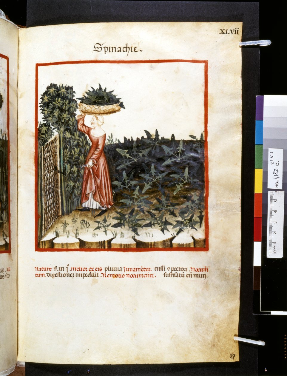 Theatrum sanitatis od Ububchasym de Baldach: "Spinachie", první desetiletí 14. století (miniatura) od Giovannino de