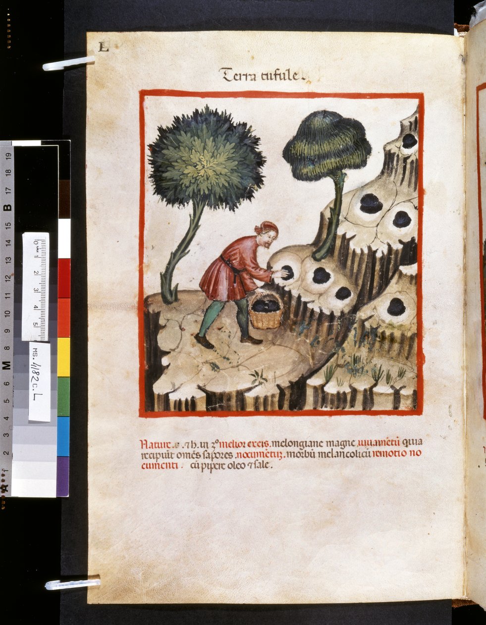 Theatrum sanitatis, Ububchasym de Baldach: "Terra Tufule", první desetiletí 14. století (miniatura) od Giovannino de