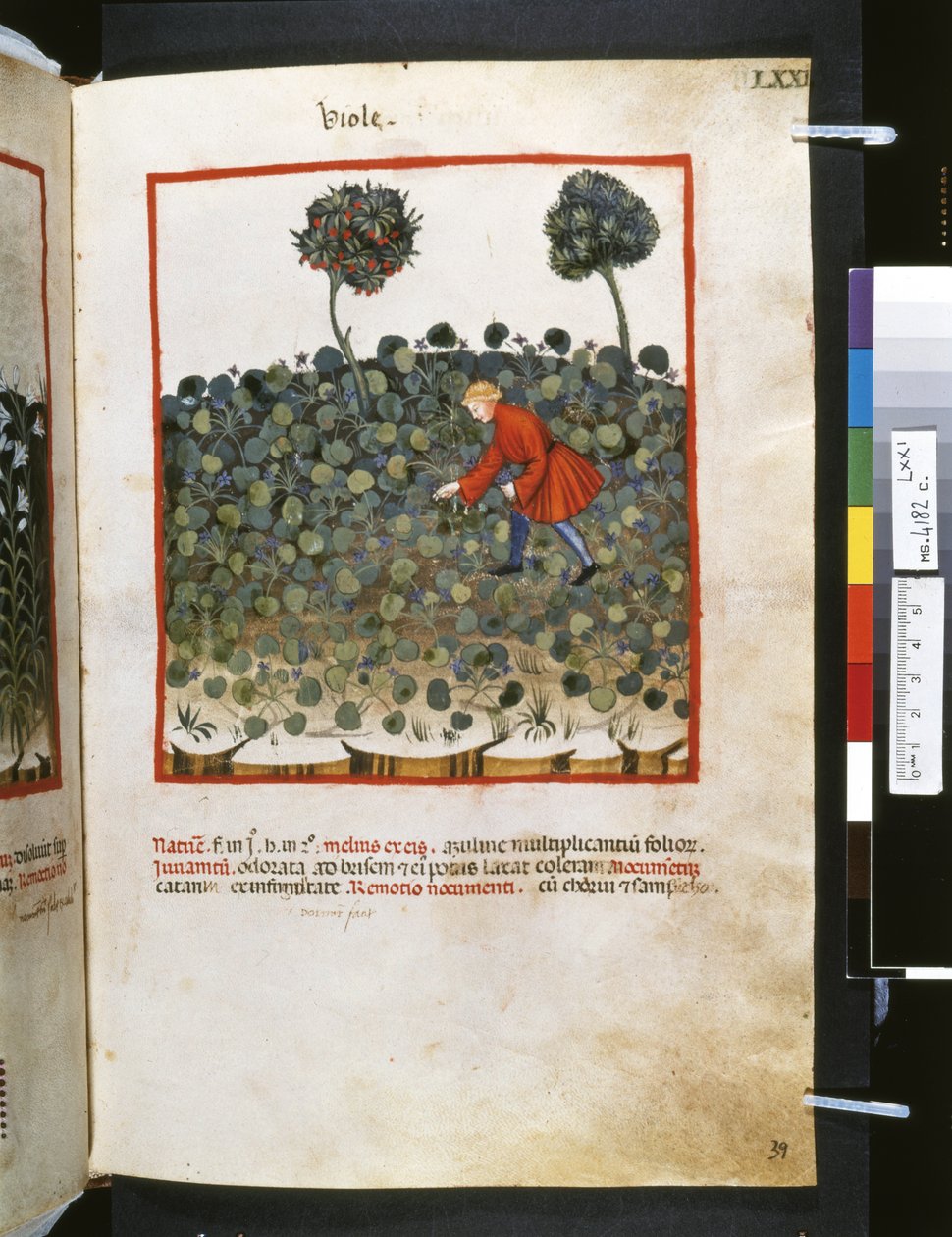 Theatrum sanitatis od Ububchasym de Baldach: "Viole", první desetiletí 14. století (miniatura) od Giovannino de