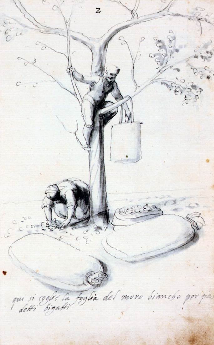 Pojednání o kultuře a výrobě hedvábí od Giuseppe Arcimboldo