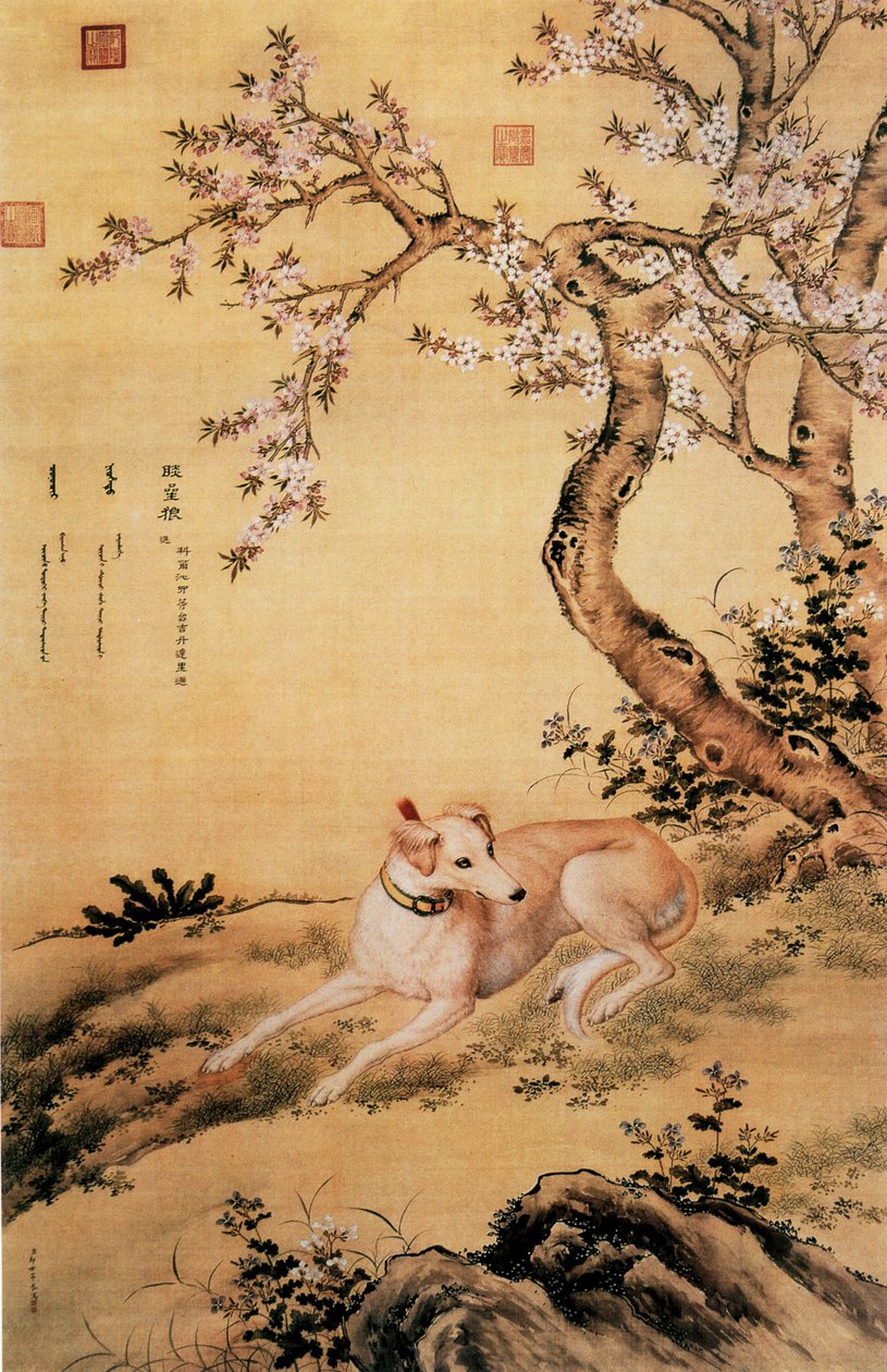 Obrázek Shanxing Wolf (睒星狼), čínský chrt, z alba Ten Prized Dogs Album od Giuseppe Castiglione