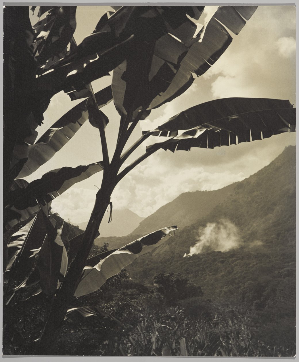 Ráno v tropech (černobílá fotografie) od Gordon C. Abbott