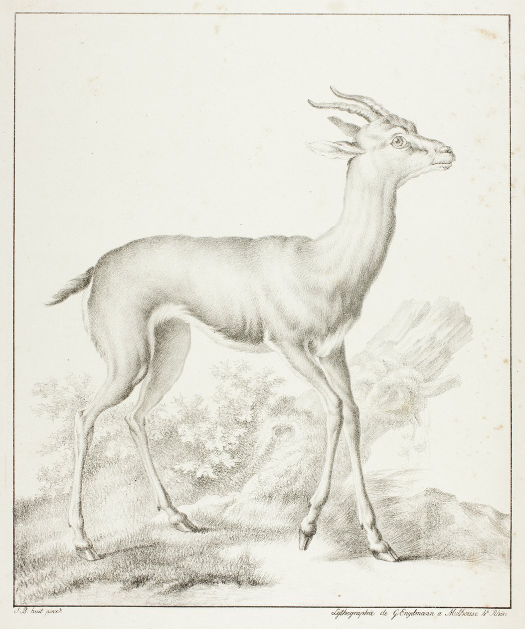 Antilopa od Gottfried Engelmann