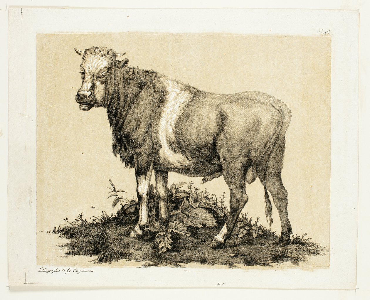 Býk od Gottfried Engelmann