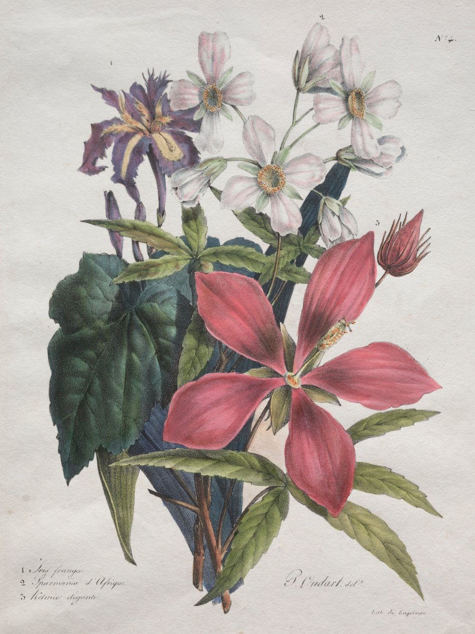 Cours dHistoire Naturelle, contenant les principales espèces du règne animal, 1825. od Gottfried or Godefroy Engelmann
