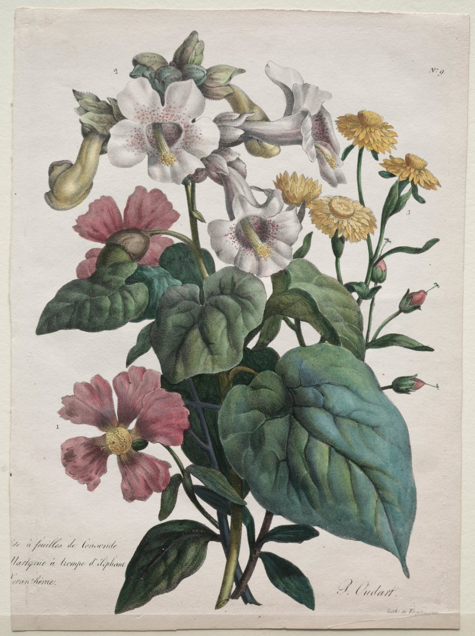 Kurz přírodní historie, obsahující hlavní druhy živočišné říše..., 1825. od Gottfried or Godefroy Engelmann