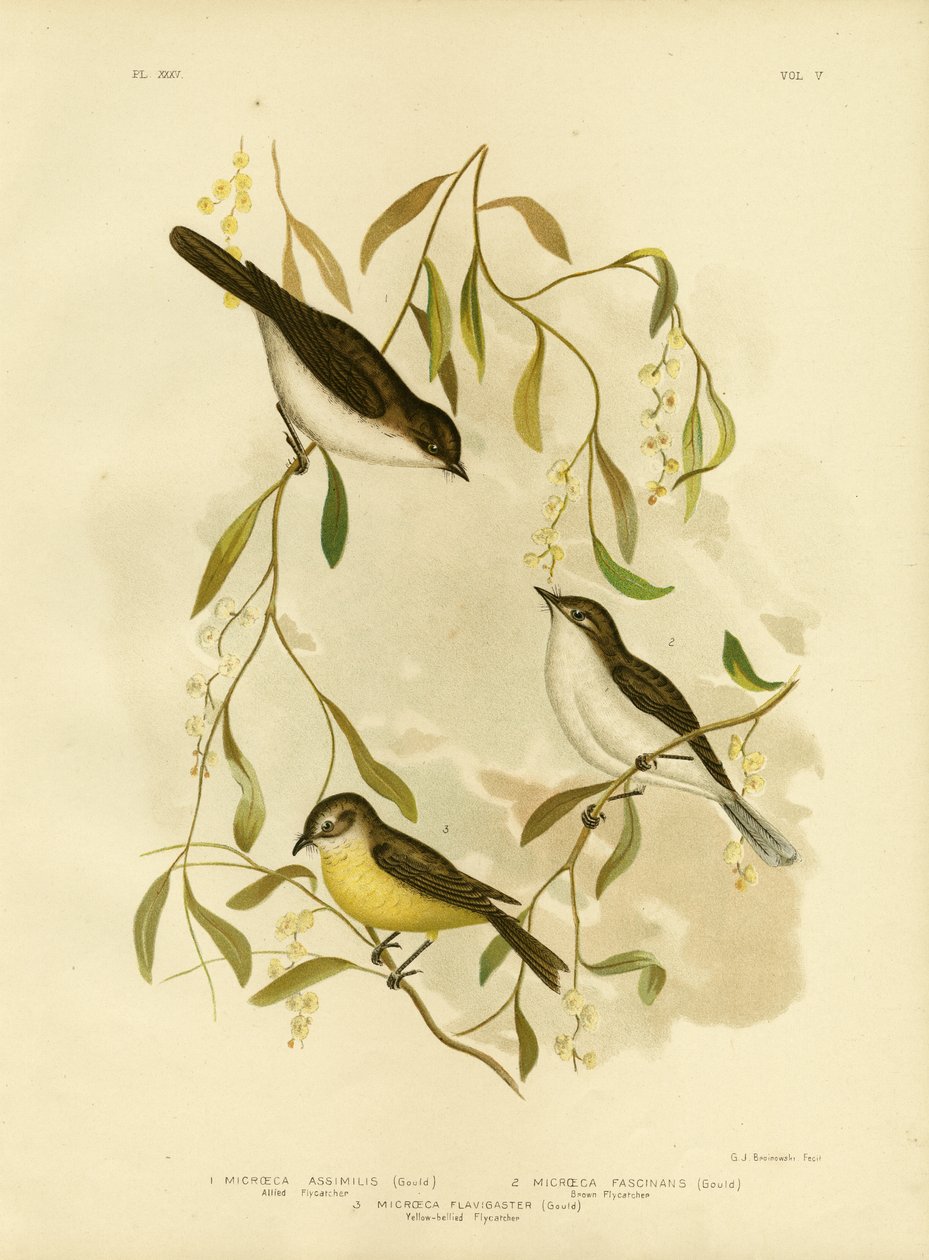 Allied Flycatcher, 1891 od Gracius Broinowski