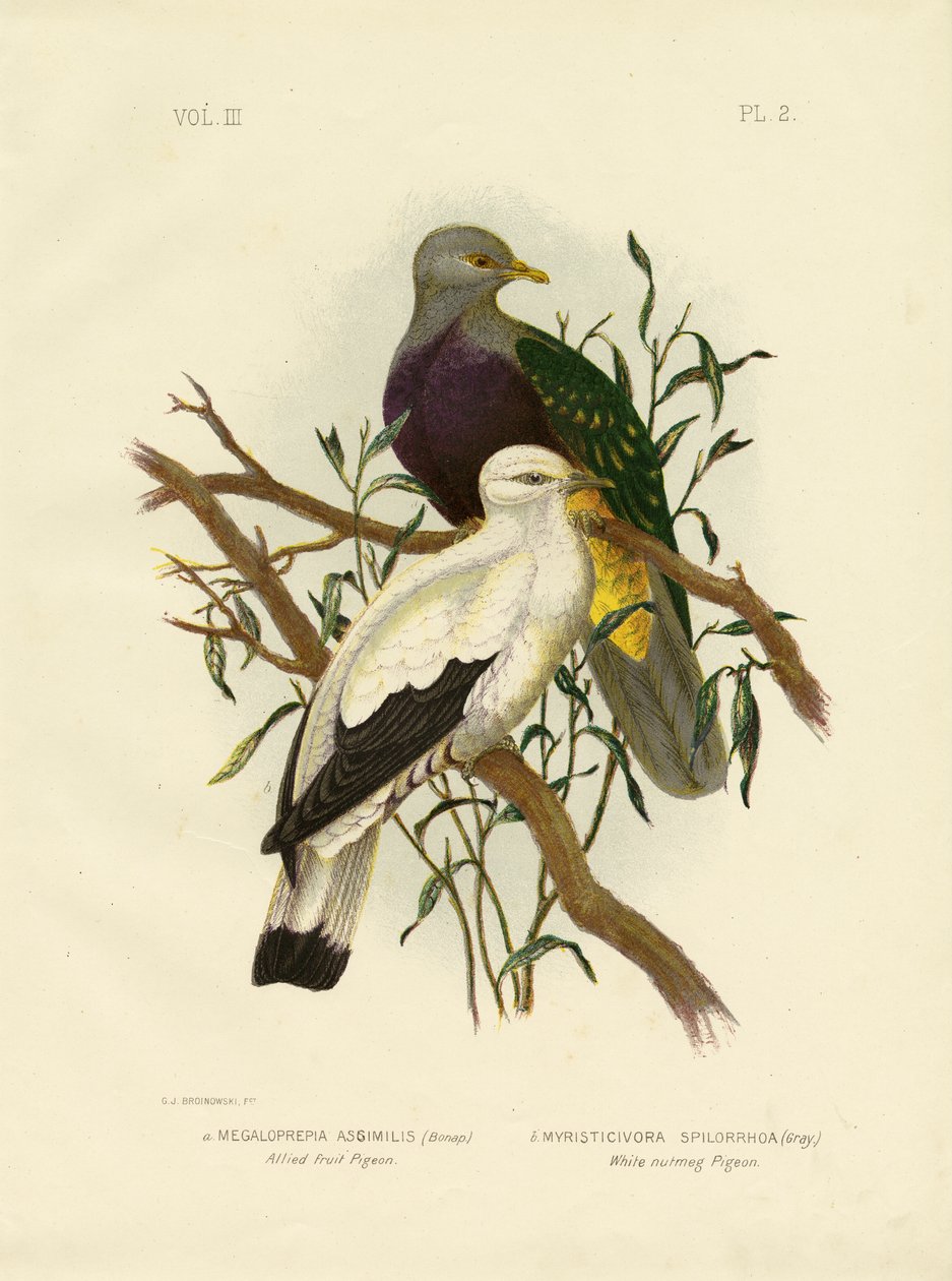 Spojenecký ovocný holub nebo wompoo ovocná holubice, 1891 od Gracius Broinowski