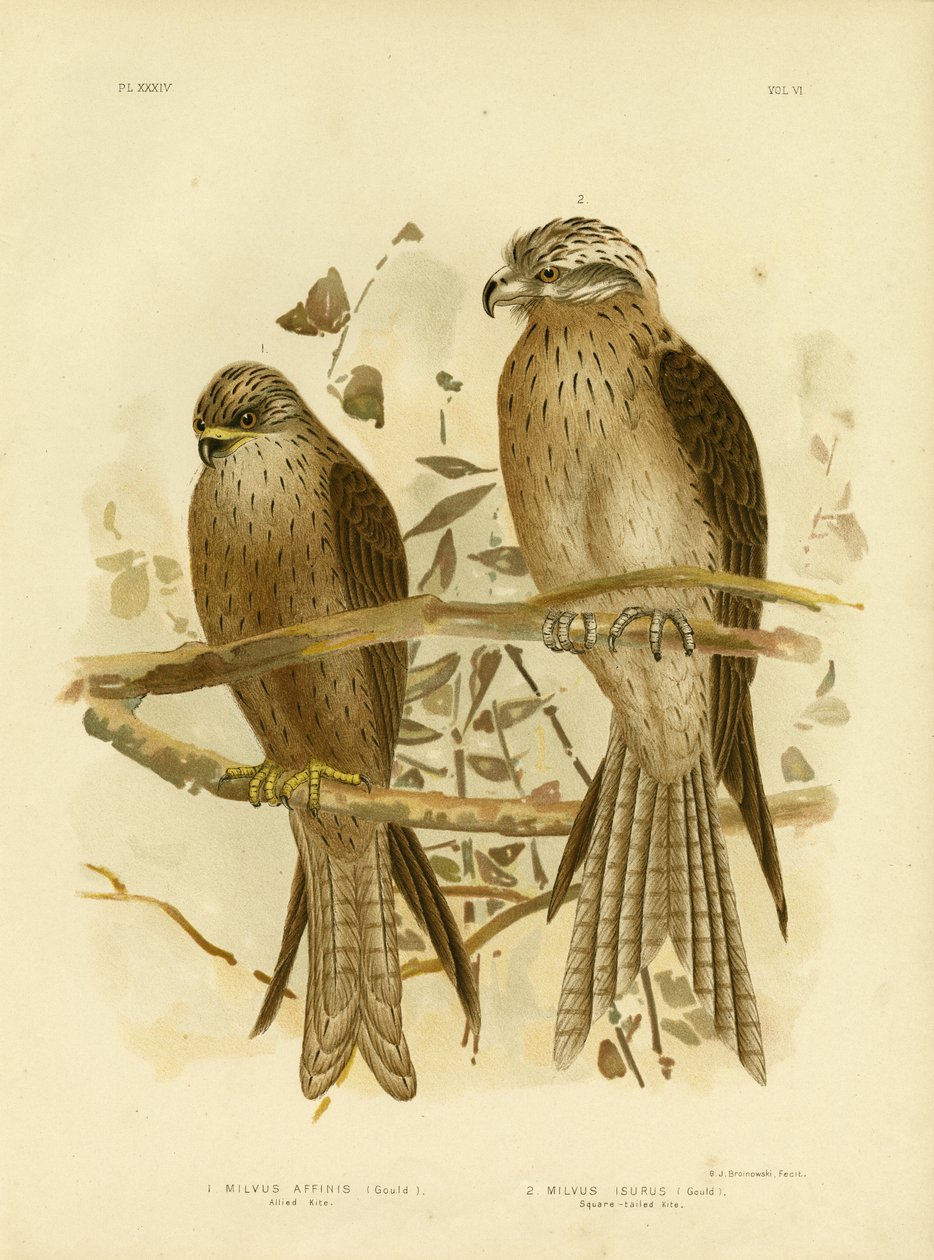 Spojenecký luňák nebo černý luňák, 1891 od Gracius Broinowski