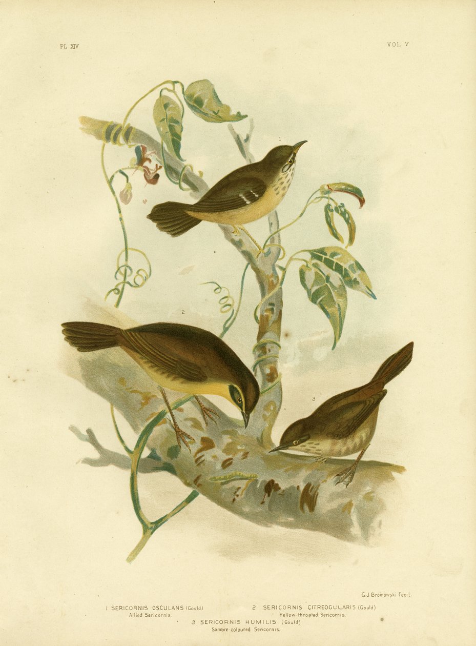 Allied Scrubwren Or White-Browed Scrubwren, 1891 od Gracius Broinowski