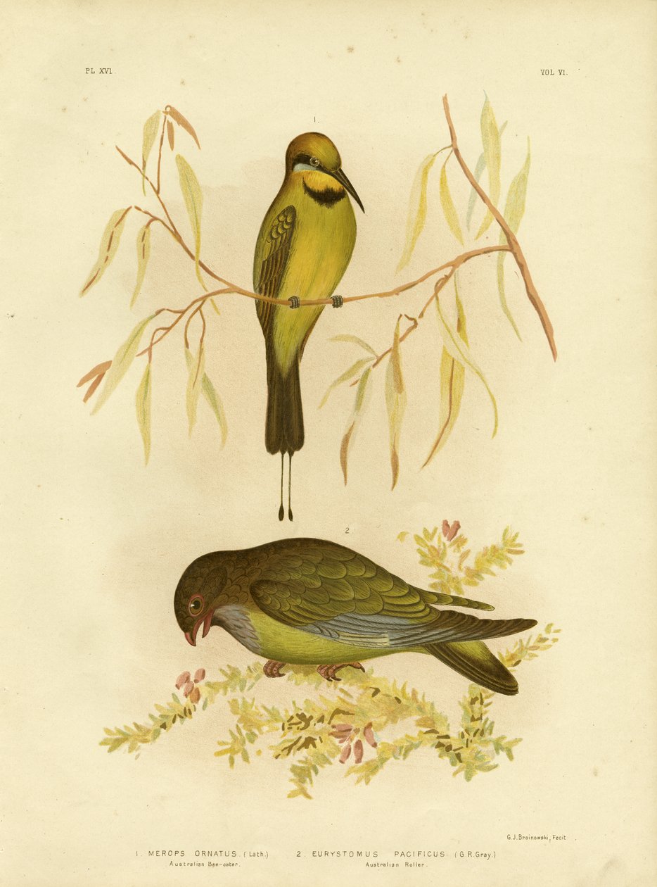 Australský včelojed nebo duhový včelojed, 1891 od Gracius Broinowski