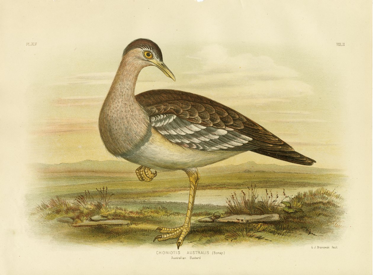 Australský drop nebo Bush Turecko, 1891 od Gracius Broinowski