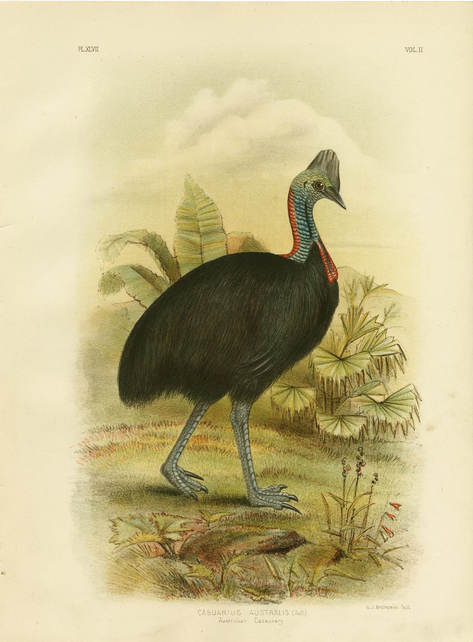 Australský kasuár nebo jižní kasuár, 1891 od Gracius Broinowski