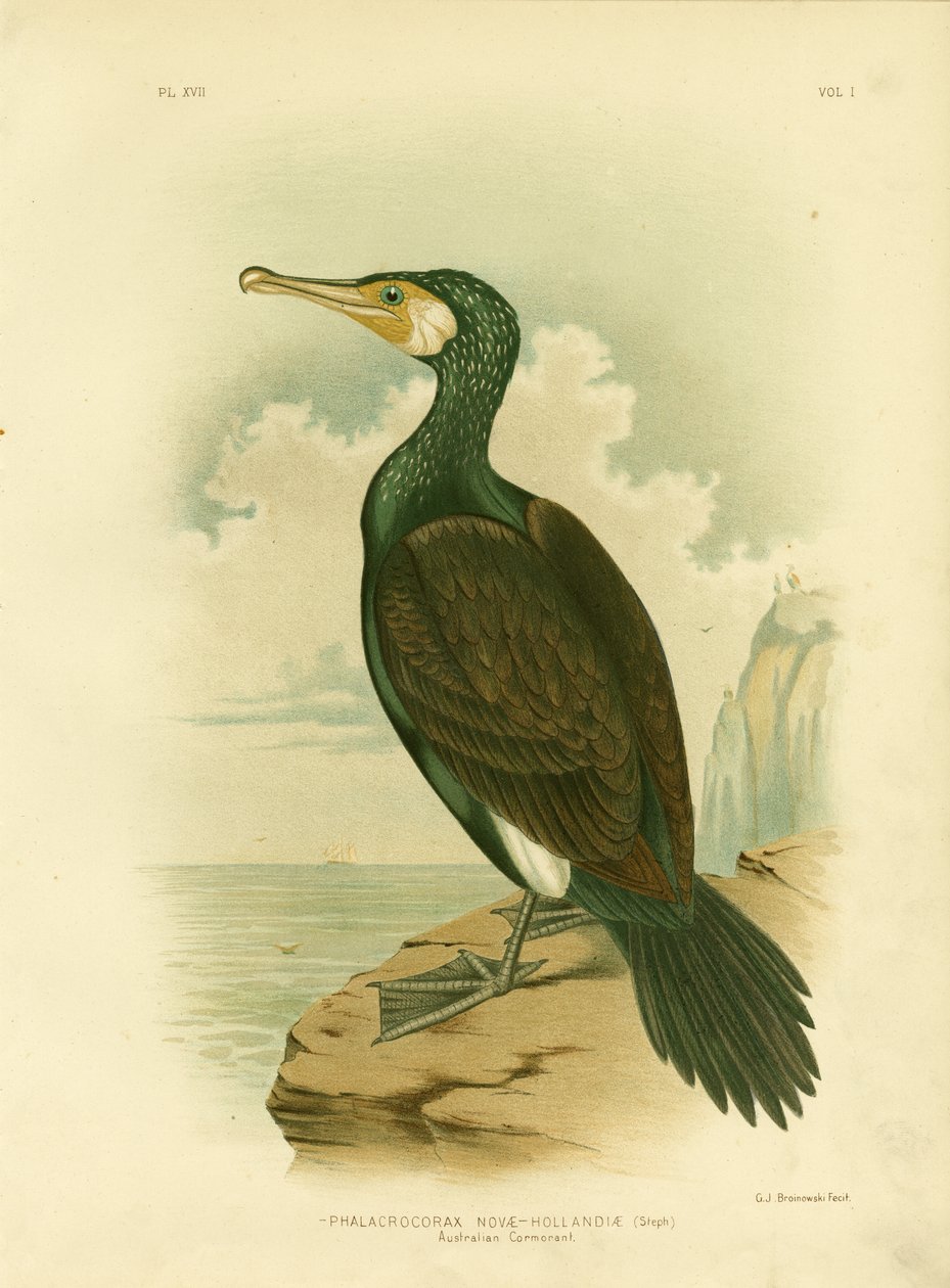 Kormorán australský, 1891 od Gracius Broinowski