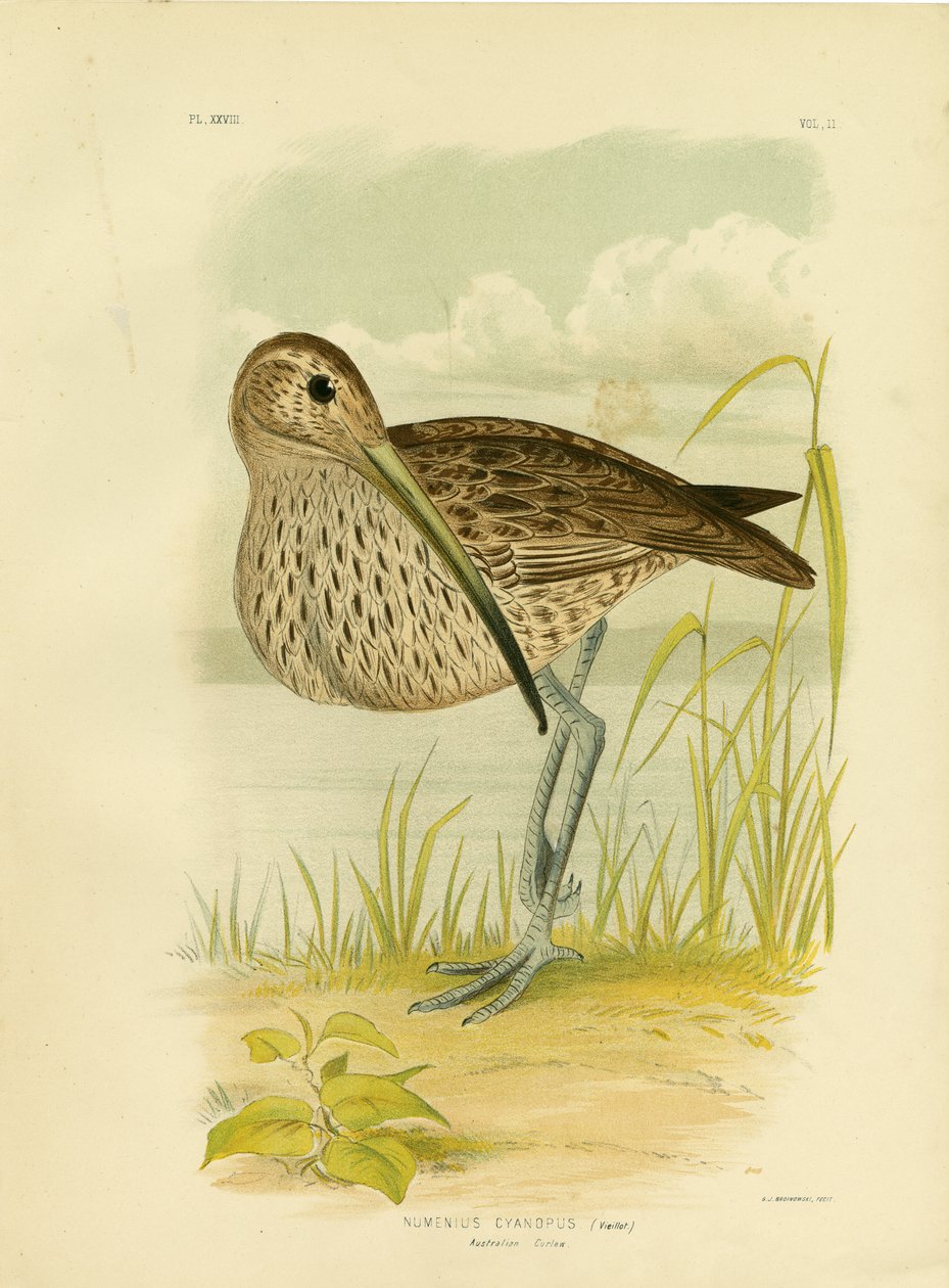 Australský Curlew nebo Far Eastern Curlew, 1891 od Gracius Broinowski