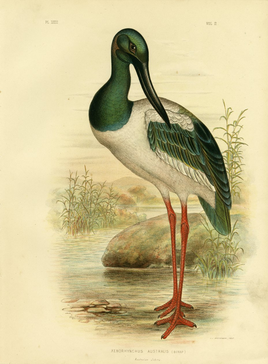 Australský Jabiru neboli čáp černokrký, 1891 od Gracius Broinowski