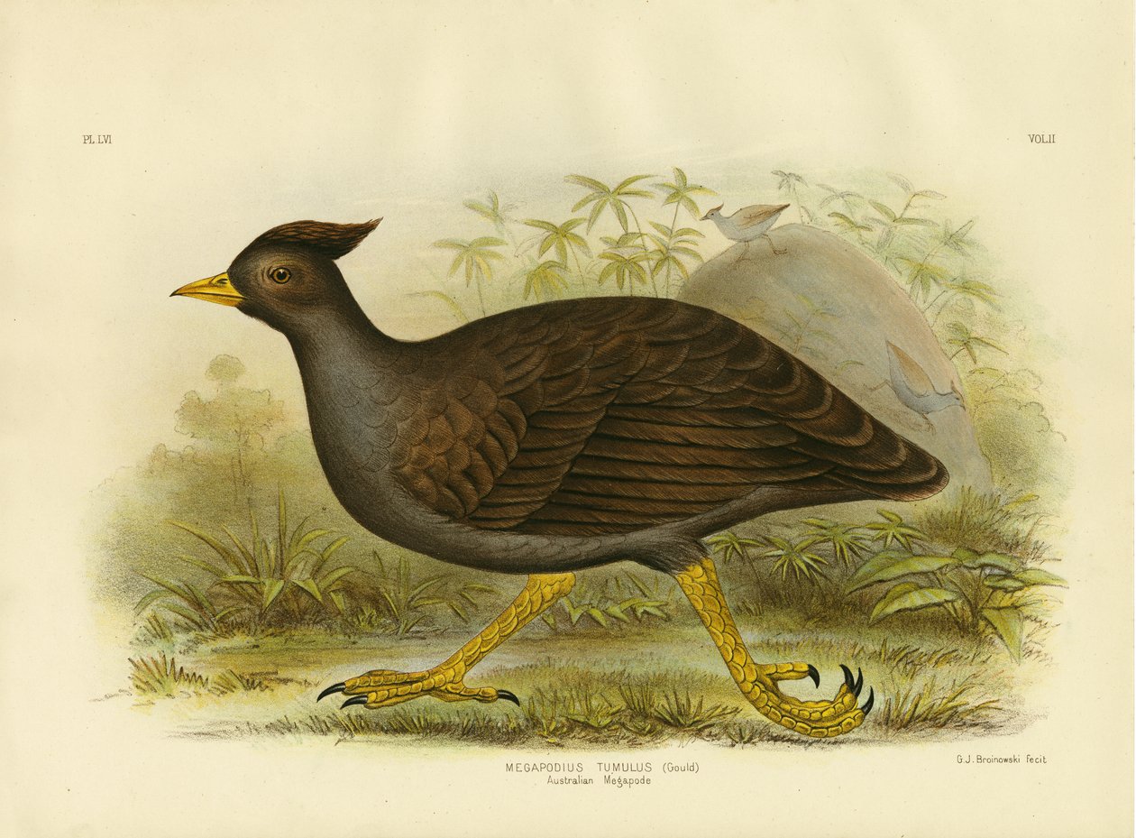 Australský megapode, 1891 od Gracius Broinowski