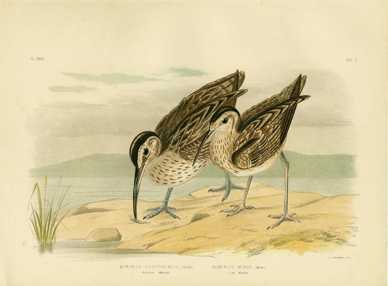 Australský Whimbrel, 1891 od Gracius Broinowski