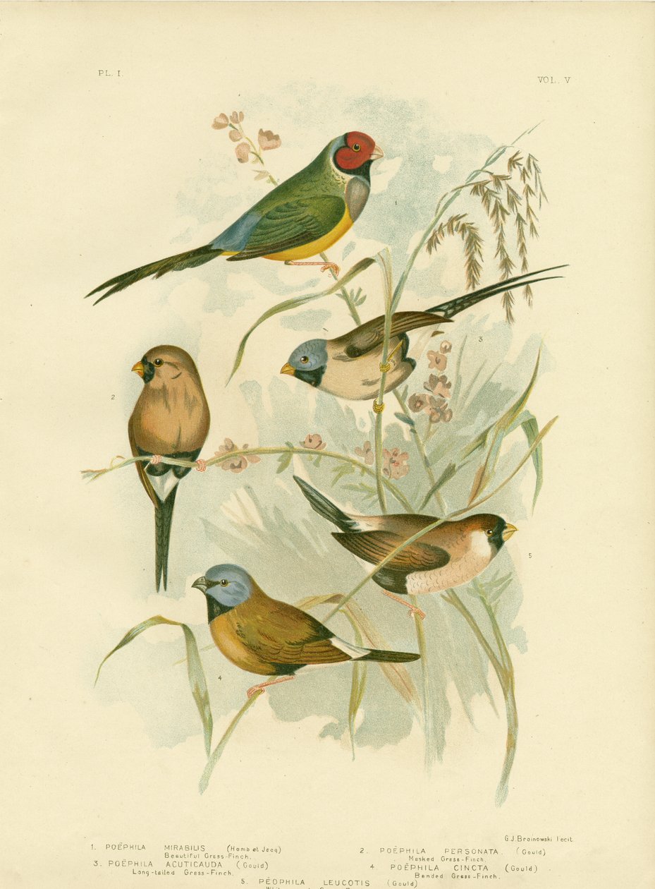 Krásná Grass-Finch, 1891 od Gracius Broinowski