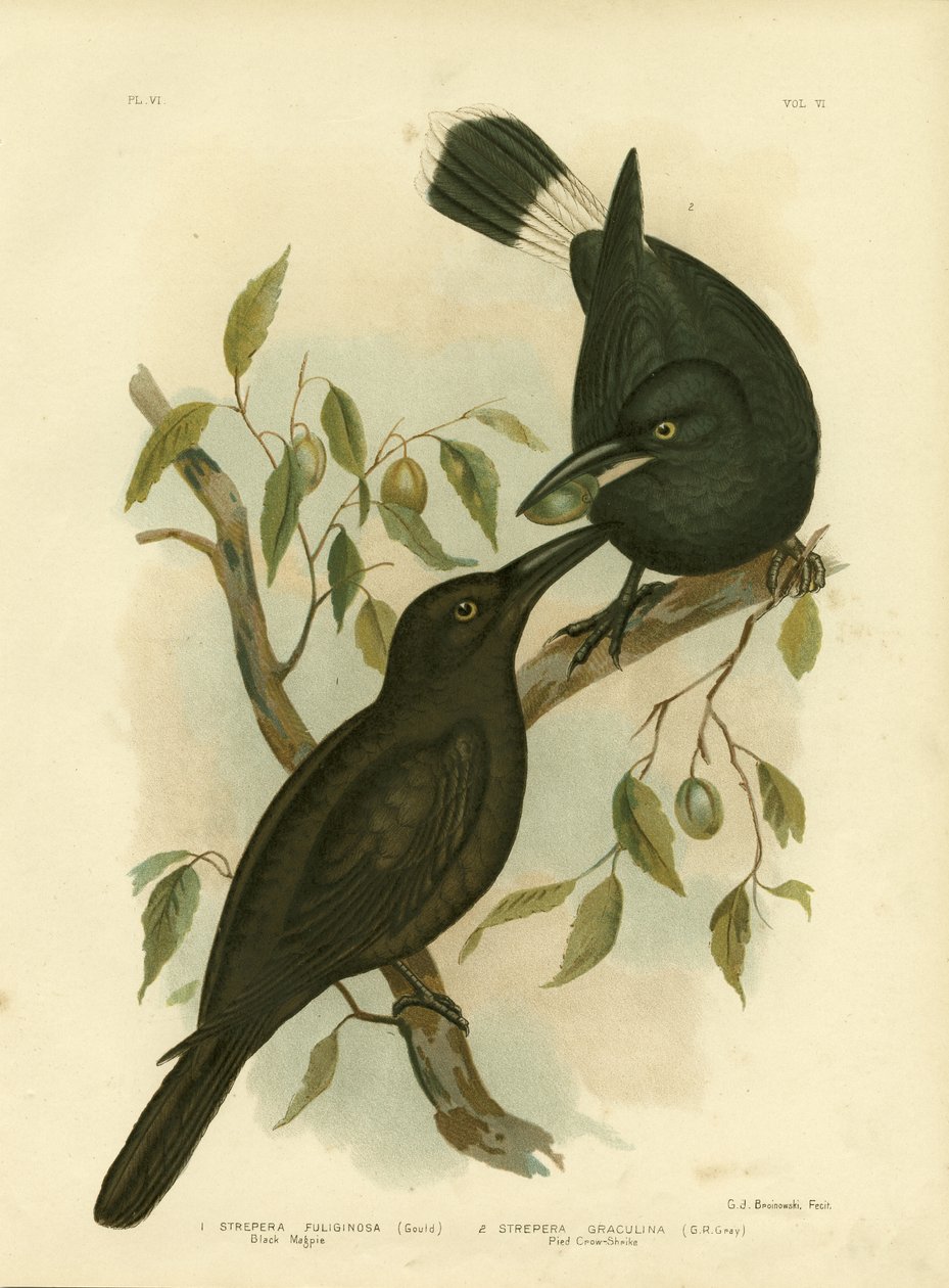 Strakapoud černý nebo Kudrnáč černý, 1891 od Gracius Broinowski