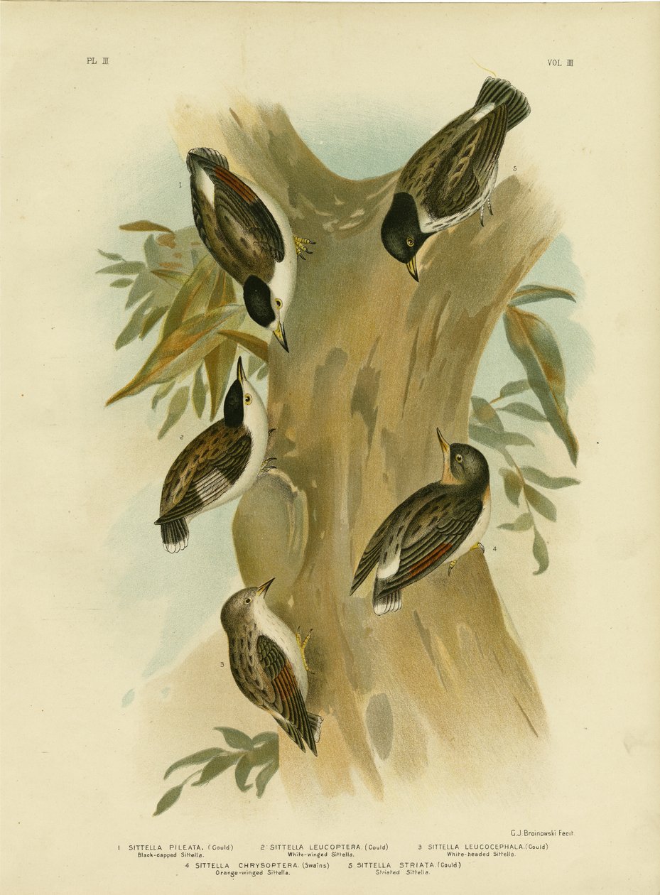 Black-capped Sittella, 1891 od Gracius Broinowski