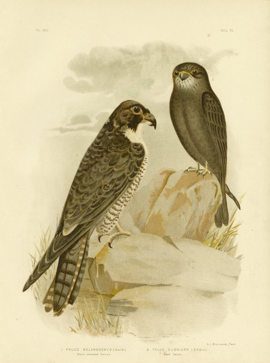 Sokol černolící, 1891 od Gracius Broinowski