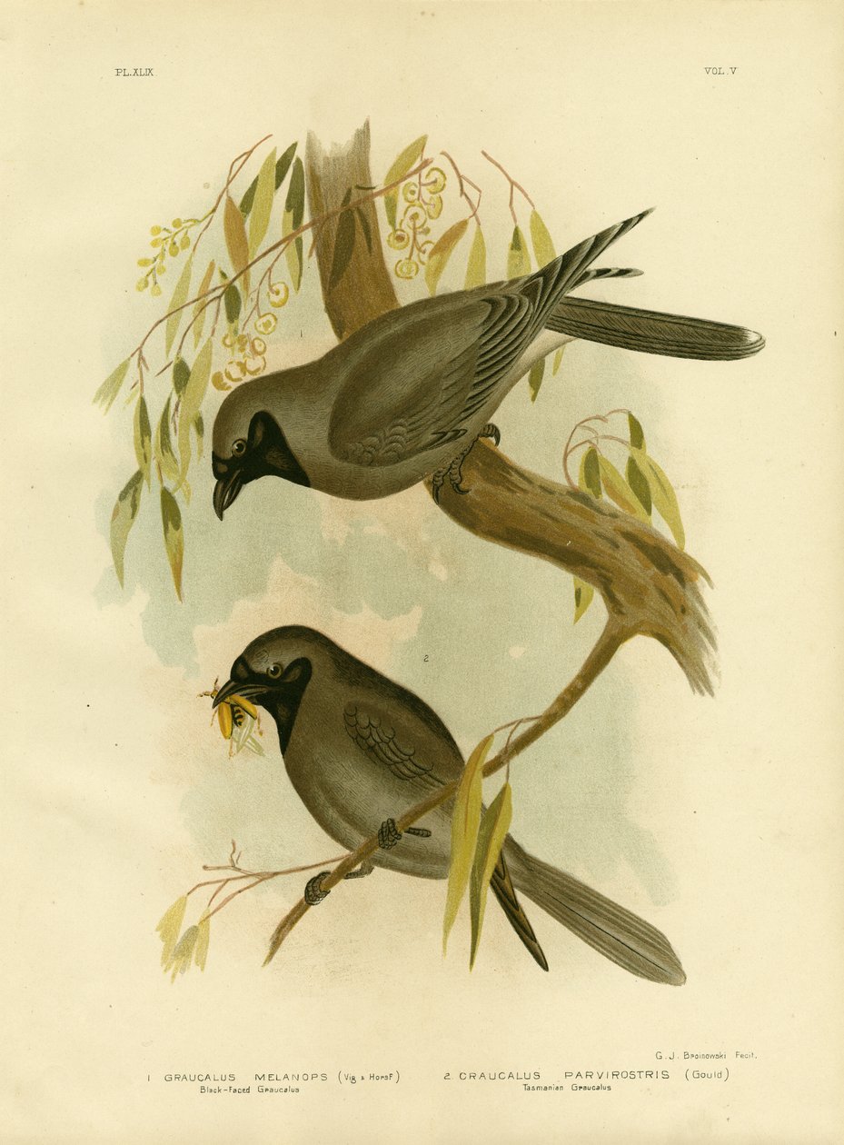 Ťuhýk černočelý, 1891 od Gracius Broinowski