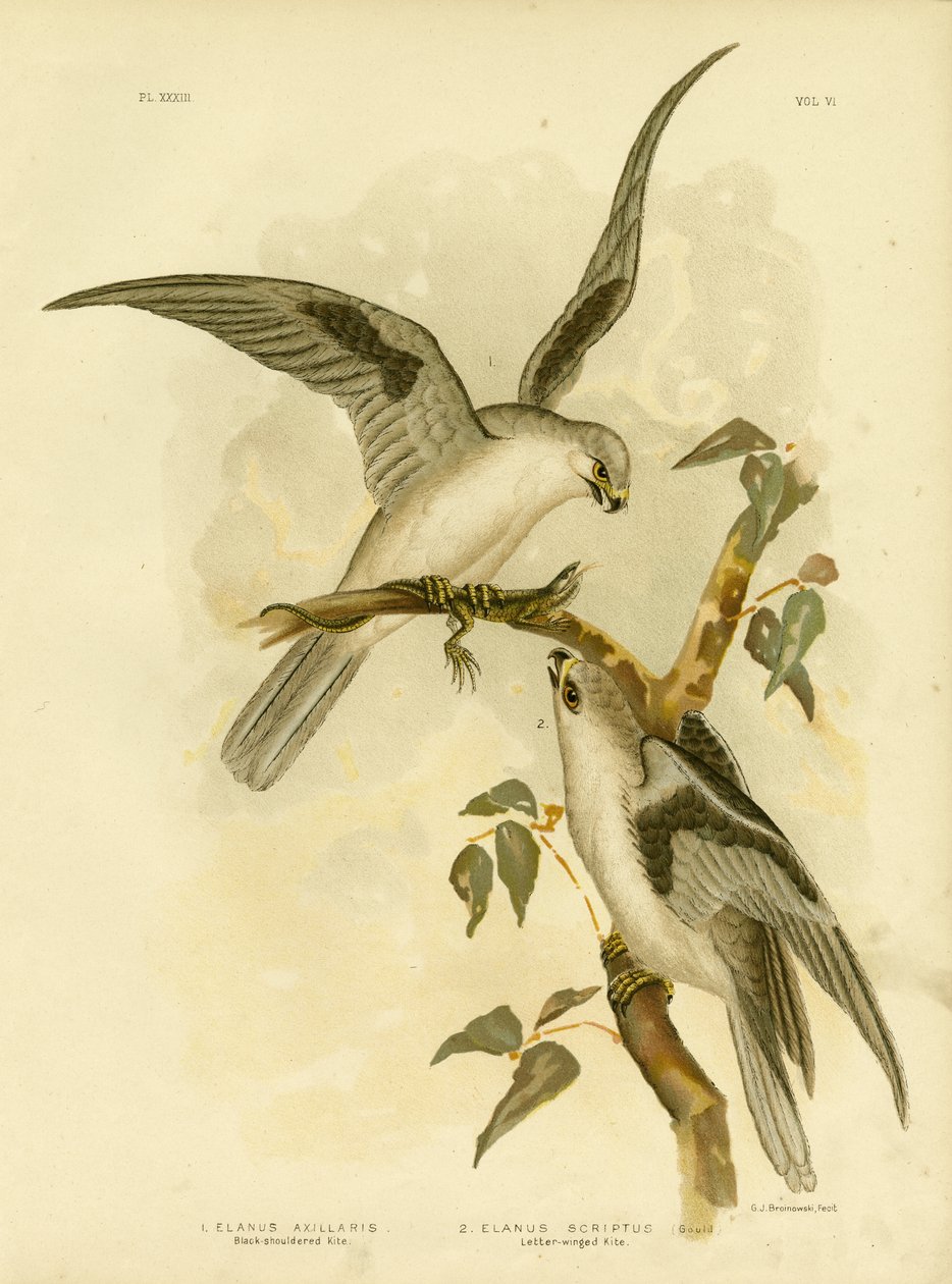Kite s černým ramenem, 1891 od Gracius Broinowski