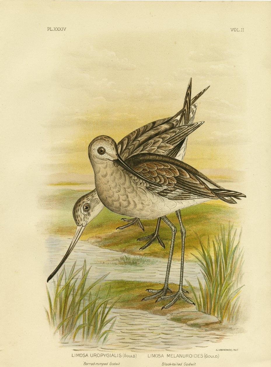 Černý ocas, 1891 od Gracius Broinowski
