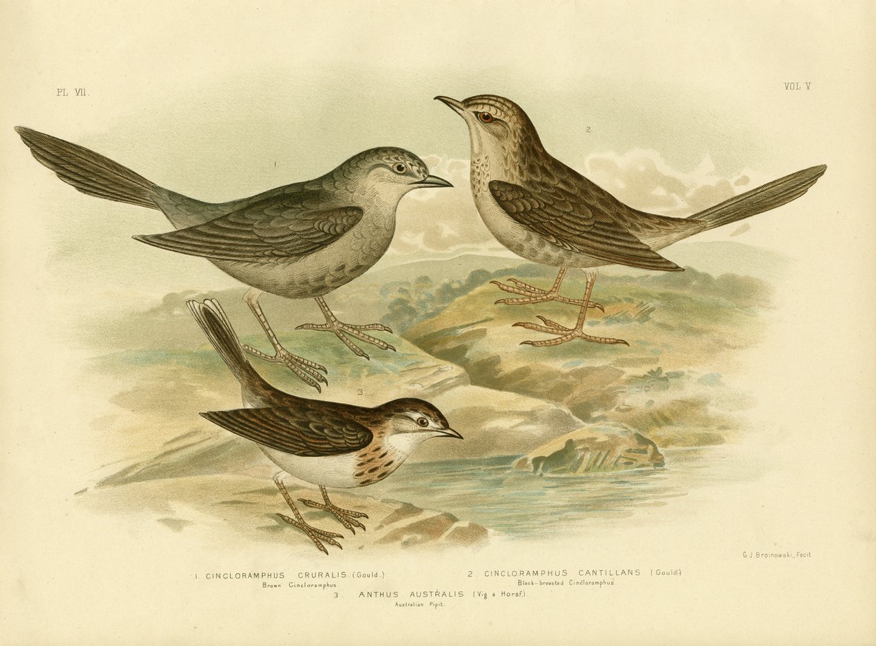 Brown Songlark, 1891 od Gracius Broinowski